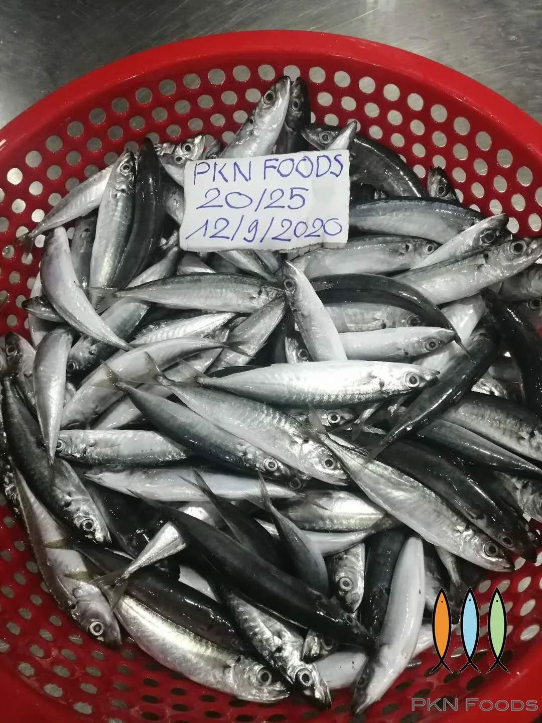 Frozen Mackerel Layang Scad Fish High Quality Cheap Price - Image 4