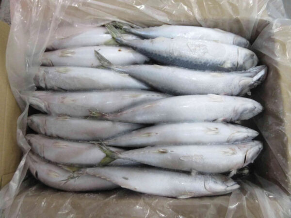 Frozen Pacific Mackerel Whole Round Hot Sale High Quality Seafood - Image 4