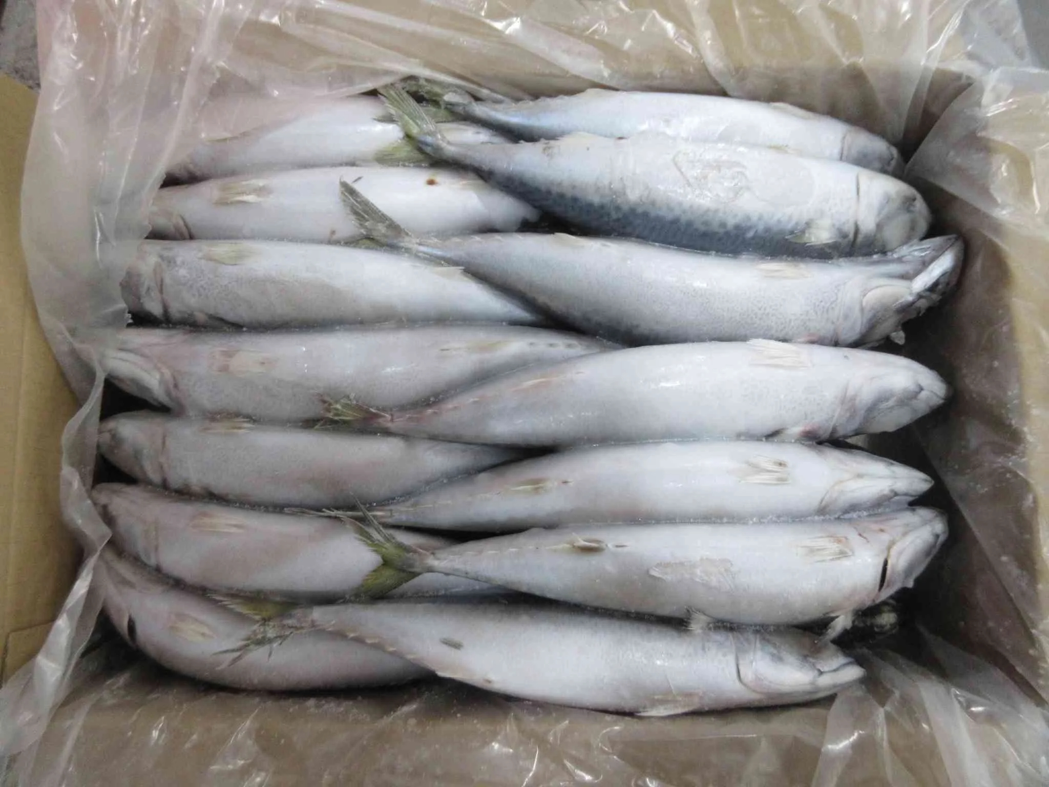 Frozen Pacific Mackerel Whole Round Hot Sale High Quality Seafood - Image 4