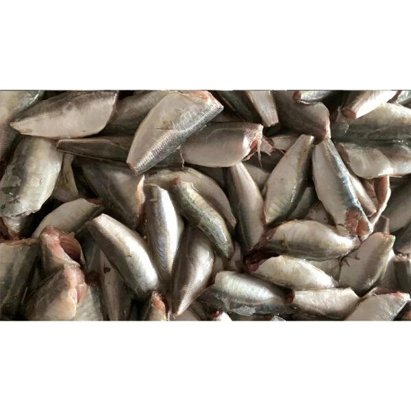 Frozen Round Scad Hgt Round Scad Mackerel Fish Mackerel Scad Fish - Image 4