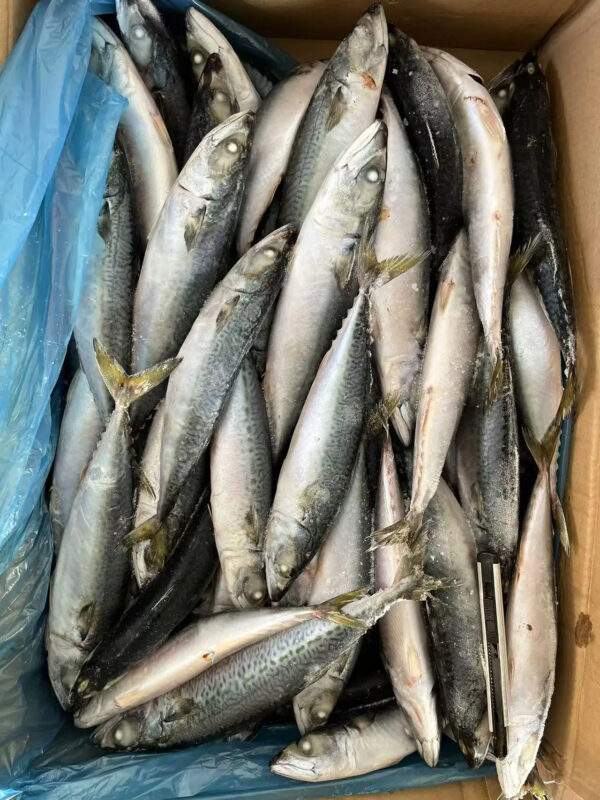 Top Quality Chinese Fresh Frozen Pacific Mackerel Fish - Image 4