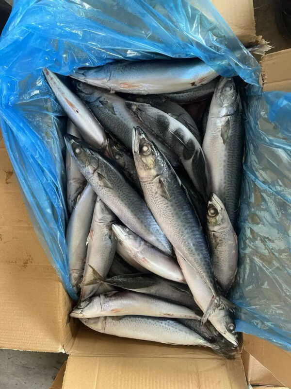 Top Selling High Fat Frozen Pacific Mackerel Premium Quality Sea Frozen Mackerel Fish for Africa - Image 5