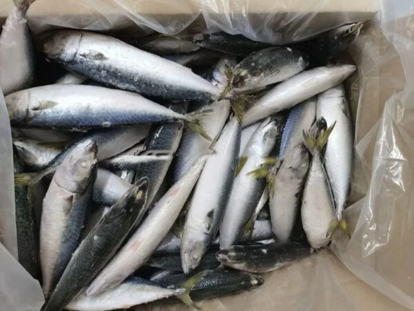 Chinese Factory Ship Frozen Mackerel Whole - Image 5