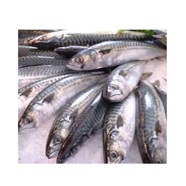 100-200g Mackerel Frozen Fish Pacific Mackerel Tuna - Image 4
