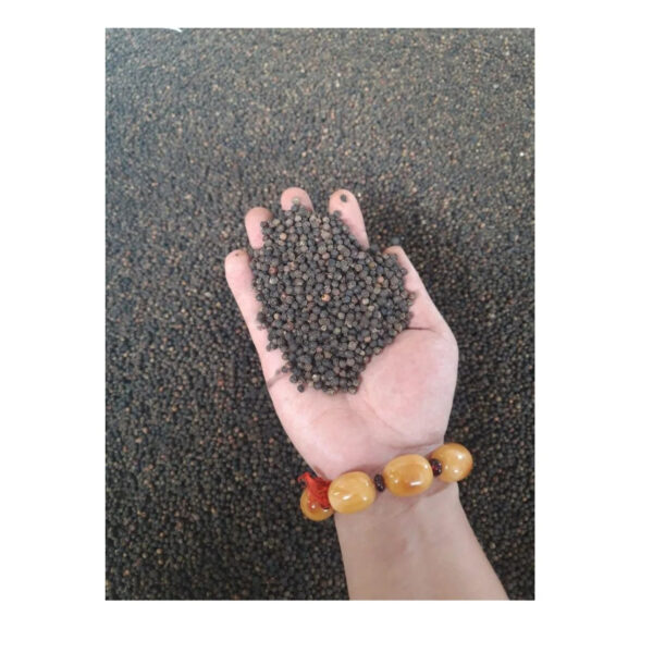 New Crop Export Black Pepper Vietnam 500 550 570 Gl Bold 5mm High Quality Pepper - Image 4