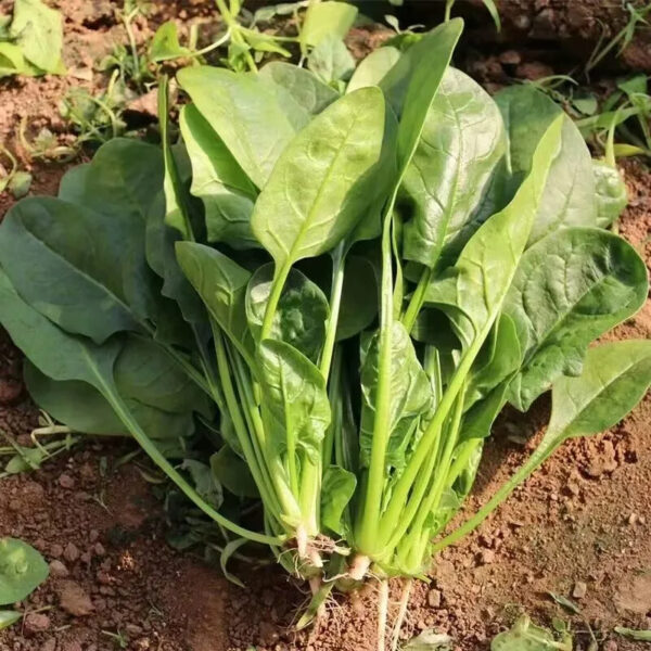 Pure Natural High Quantity Fresh Spinach Cheap Price Green Spinach Sweet Spinach in Kenya - Image 4