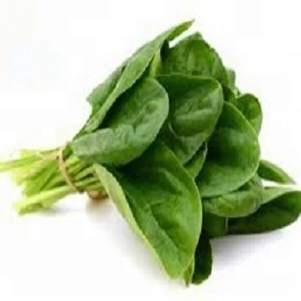 Malabar Spinach Vegetables (Global GAP) - Image 5