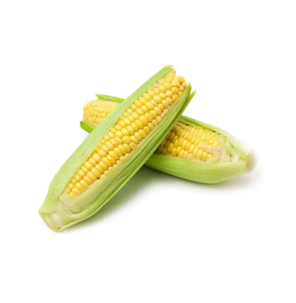 Fresh and IQF Frozen Yellow Sweet Baby Corn With Competitive Price From Kenya - Image 6