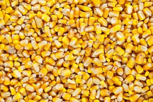 New Wholesale Crop Yellow Corn Corn Is Also Rich in Vitamin C an Antioxidant That Helps Protect Your Cells OEM Service - Image 5