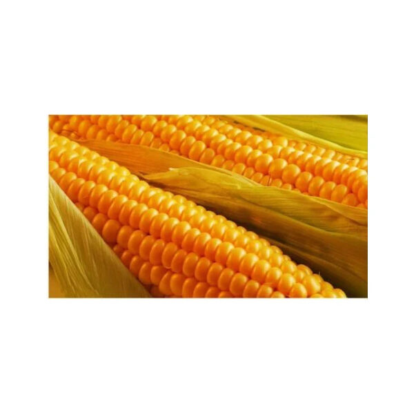 Wholesale Bulk Kernel Dried Yellow Corn - Image 5