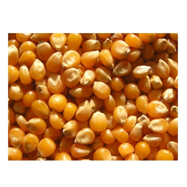 Whole Sale Yellow Corn Maize for Animal Feed Ready to Export From Kenya - Image 5