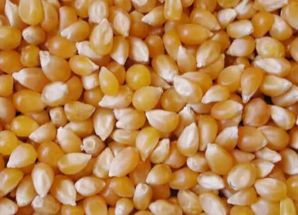 New Crop Yellow Corn Maize for Human and Animal Feed Grade Consumption Yellow Corn for Poultry Feed - Image 5