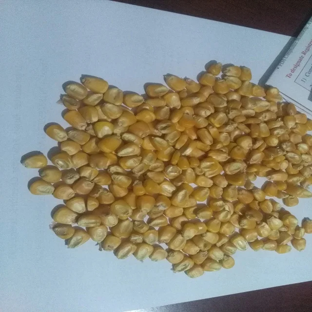 Dried Yellow Corn Yellow Maize for Animal Feed in High Quality for Sale From Kenya - Image 5