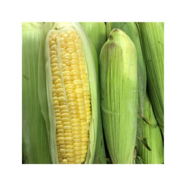 Cheap Wholesale Brazil Yellow Corn for Animal Feed Non Gmo Certified Brazil Yellow Corn Dried Corn Price in Kenya - Image 5