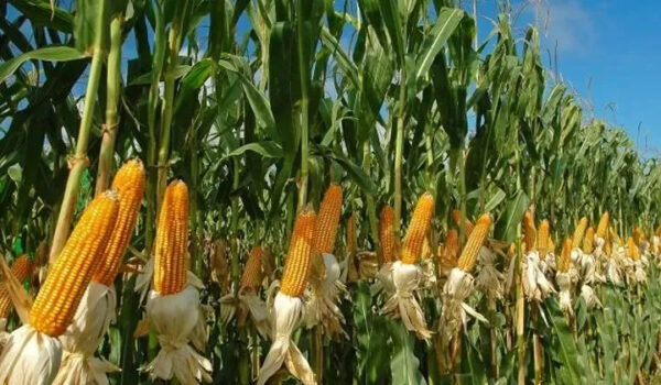 Best Quality Yellow Corn for Animal Feed Low Moisture Maize Export High Protein Content Supplier - Image 5