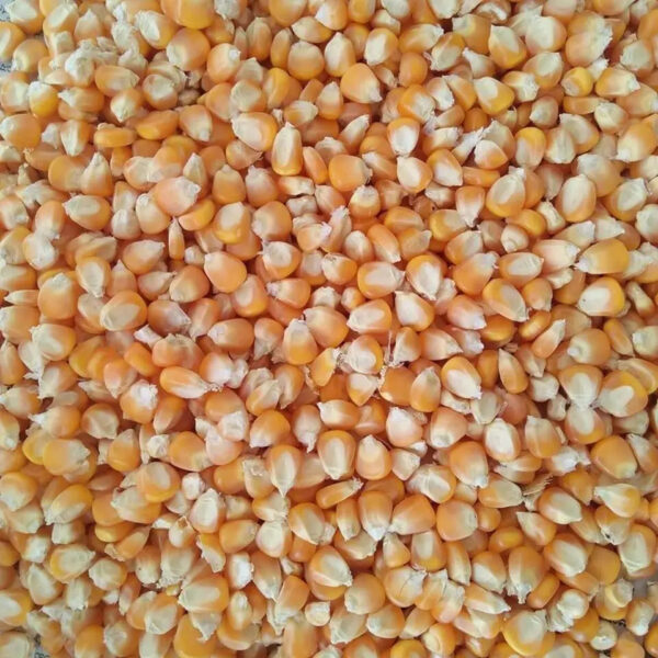 High Quality Organic Yellow Corn in Bulk Dried Style for Animal Feed and Agriculture Competitive Prices - Image 5