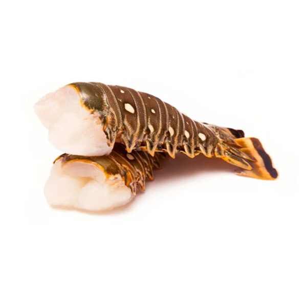 Live Maine Lobster Direct Overnight & Express Shipping Fresh and Frozen European Lobster with Whole Tail in Box Packaging - Image 5