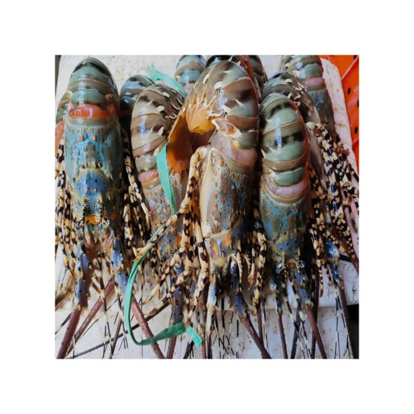 Fresh Live Lobster Wholesale Live Canadian Lobsters Live Boston Lobsters Seafood Products - Image 5
