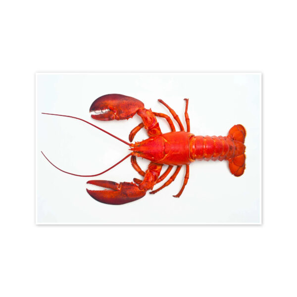 Grilled Lobster tails with Garlic Butter Lobsters for Seafood Restaurants and Catering - Image 4