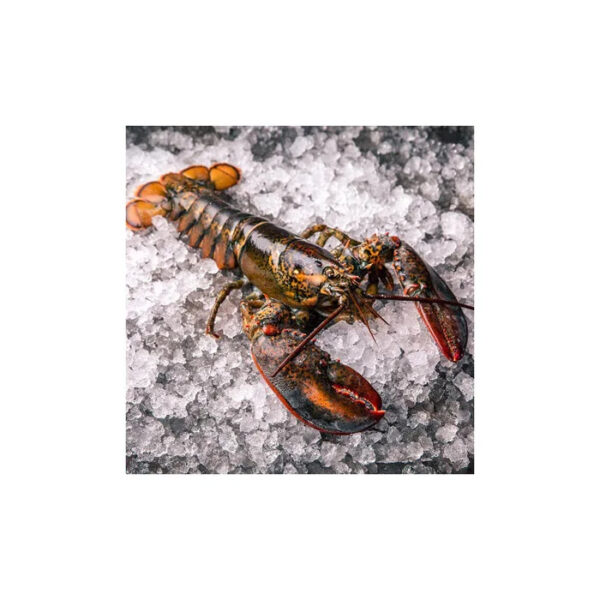 Fresh Live Lobster Frozen Lobster Tail Frozen Lobster Budget friendly Options - Image 4