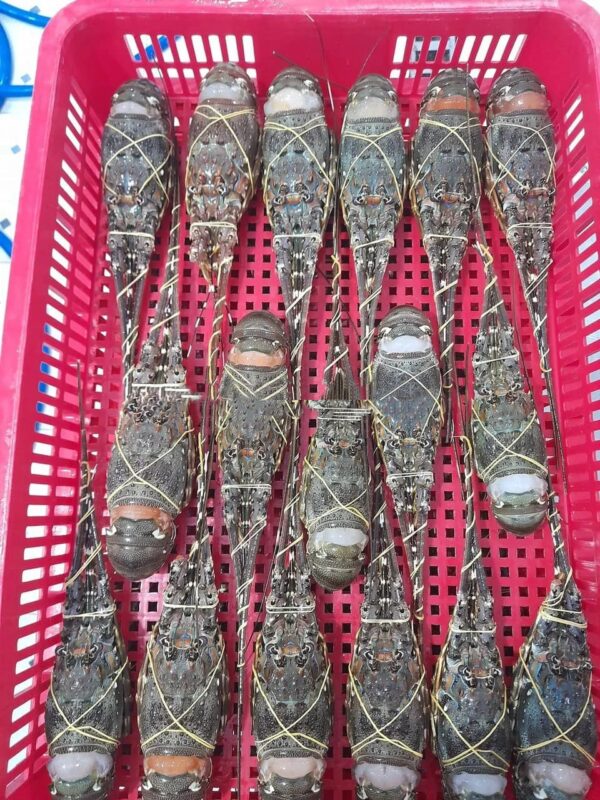 Top Grade Frozen Spiny Lobster 10kg Per Carton Competitive Price For Wholesale - Image 4
