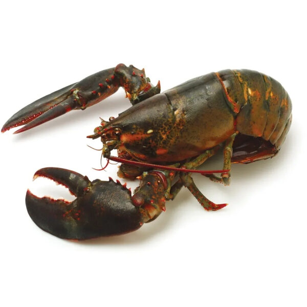 Canadian Lobsters Frozen Lobster Available - Image 6
