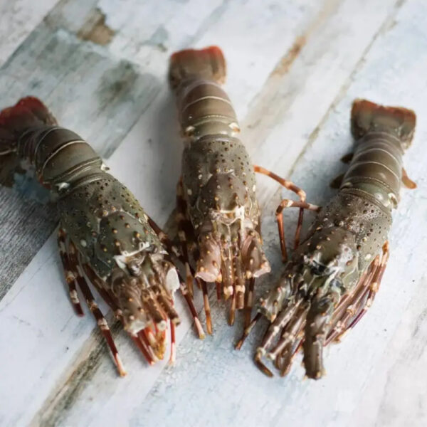 Seafood Fresh and Frozen Lobster Frozen Lobster Frozen Lobster Tails Fresh Lobsters Canadian - Image 5