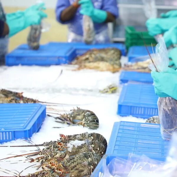 Wholesale 400/500g Class- a Frozen Lobster Whole IWP in 10 kg Carton Top Quality Wild Catch - Image 5