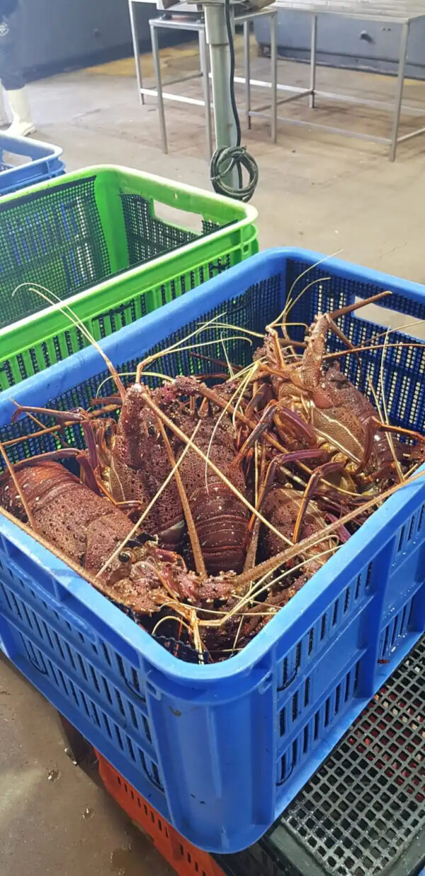 LIVE AUSTRALIAN LOBSTER - Image 3