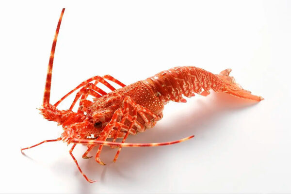 Competitive Price ALIVE SPINY LOBSTER/ FROZEN RAW LOBSTER Export Standard - Image 5