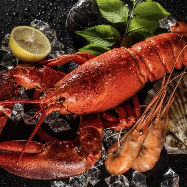 Best Price Live  Fresh Frozen American Lobster Available - Image 5