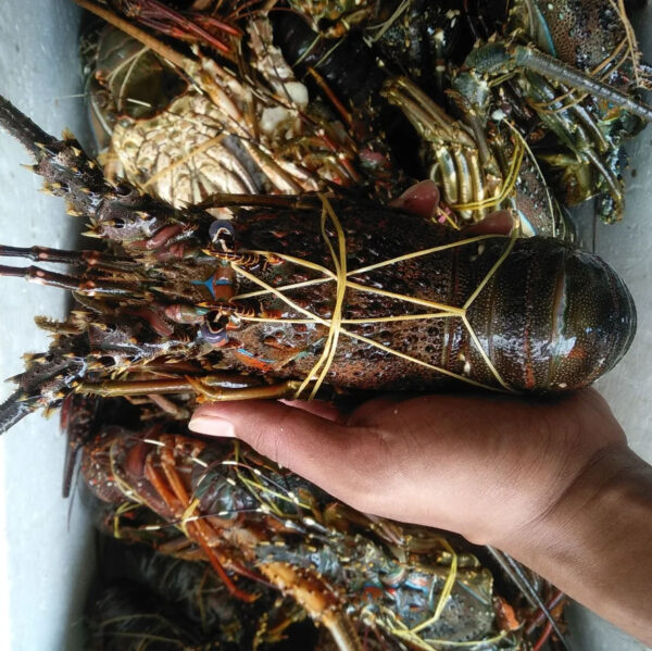 Wholesale Price Fresh and Frozen Lobster for Sale Red Lobsters in Bulk Raw Frozen Lobster Tails - Image 5