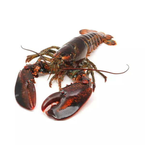 Best price Fresh Frozen Lobsters Raw Lobsters Live Lobsters - Image 5
