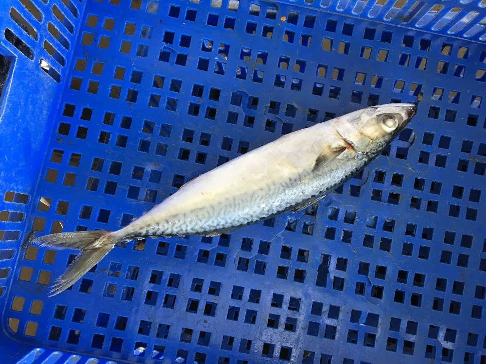 M208 Frozen Fish Frozen Mackerel - Image 3
