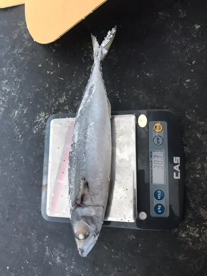 FROZEN PACIFIC MACKEREL W/R - Image 5