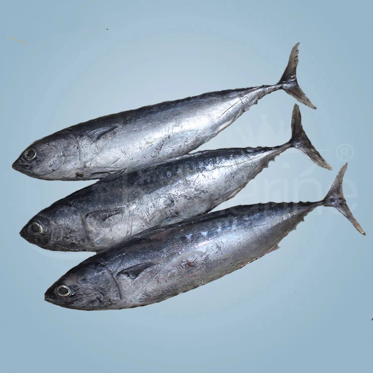 Frozen Seafood And Fish Frozen Mackerel - Image 5