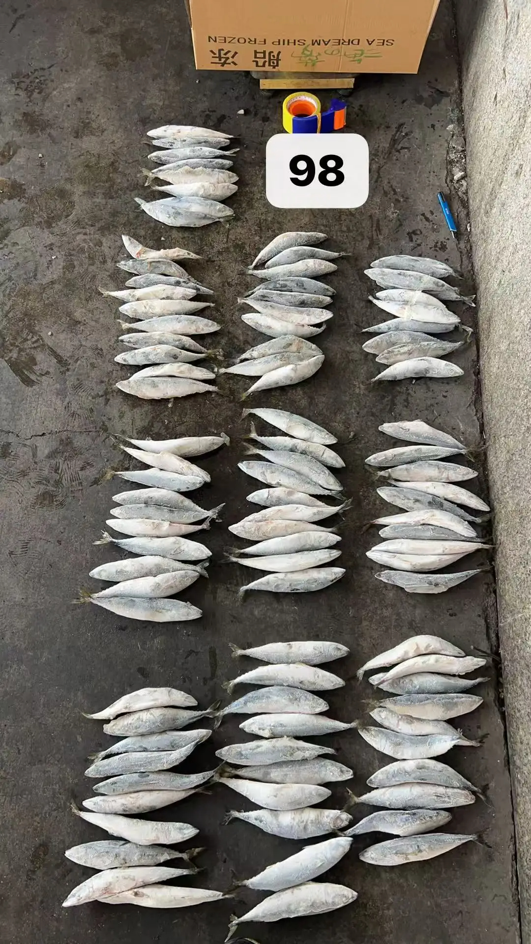 Land Frozen Pacific Mackerel 100-200g Whole Round Frozen Mackerel Fish from Indian Ocean - Image 5