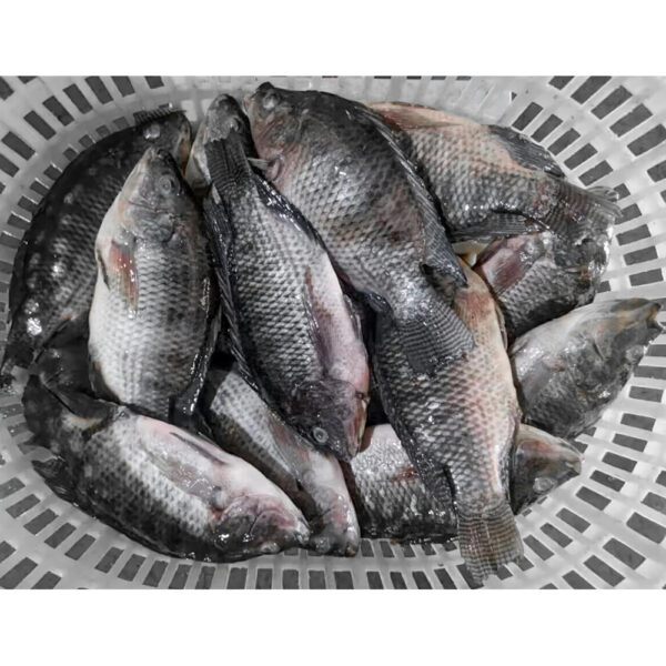 Export Congele Poisson Tilapia Fish Indian Ocean Tilapia En Gros Whole Frozen Tilapia Fish Wholesale - Image 5