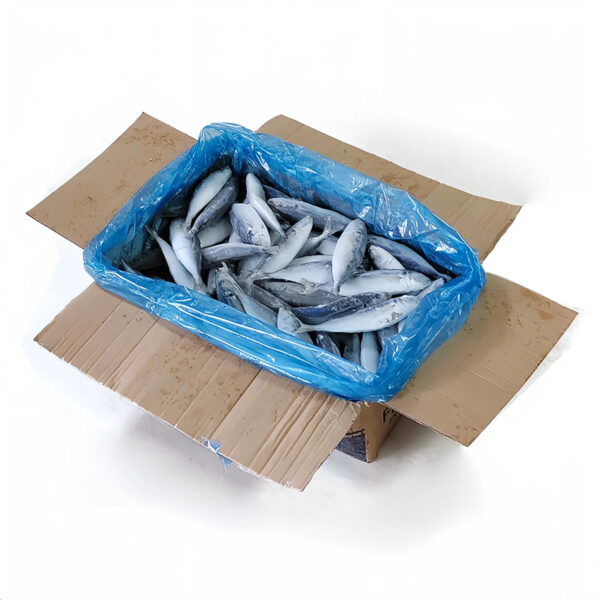 Wholesale Frozen Pacific Mackerel Fish Bqf Indian Ocean Mackerel Fish 150 250g for Fishing Bait Importers in Africa - Image 5