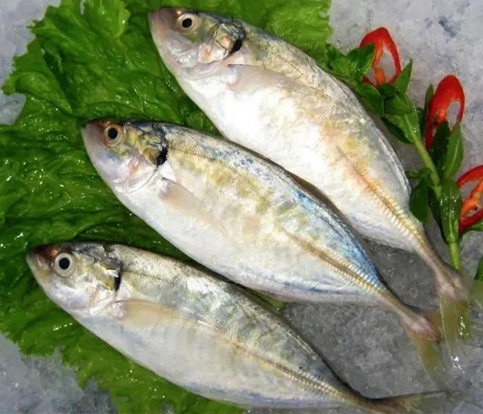 Frozen Sea Fish Indian Mackerel Whole Round Size 4/6 6/8 8/10 From Atlantic and Pacific Oceans - Image 5