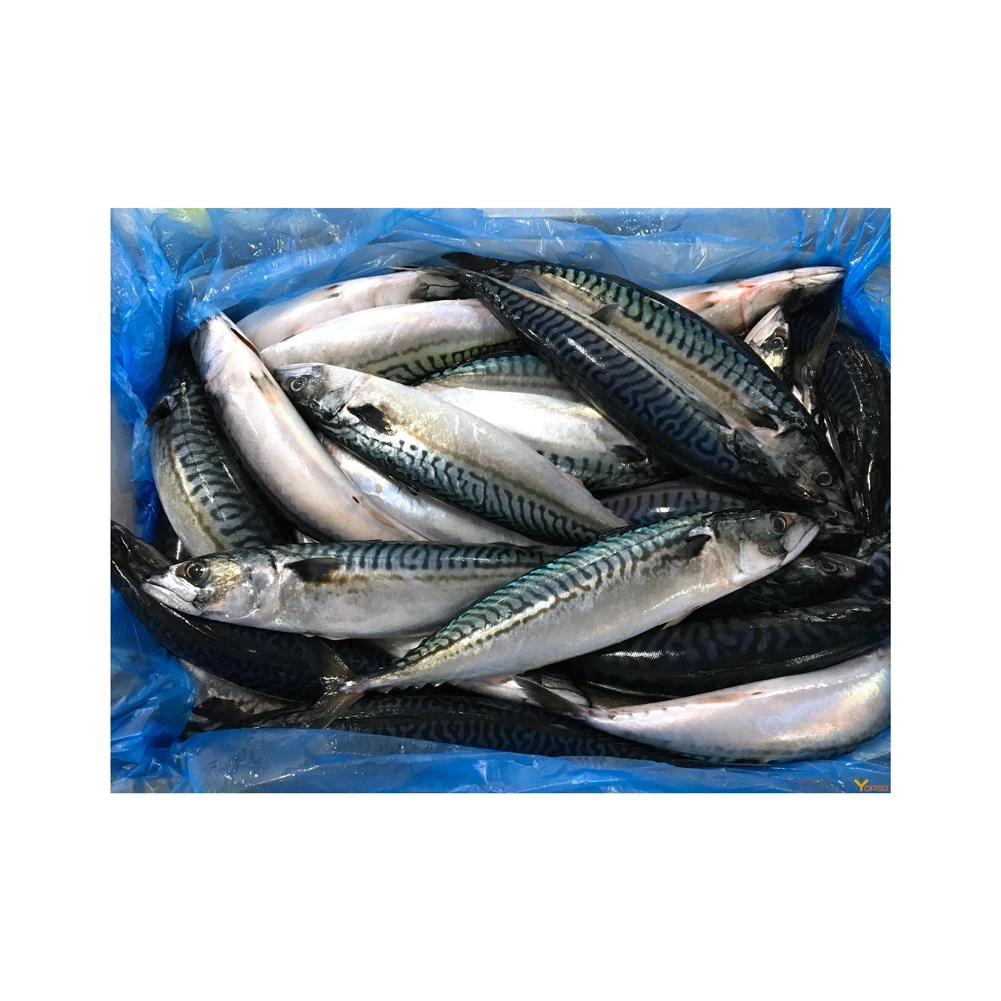Frozen Mackerel Fish Frozen Fresh Seafood - Image 5