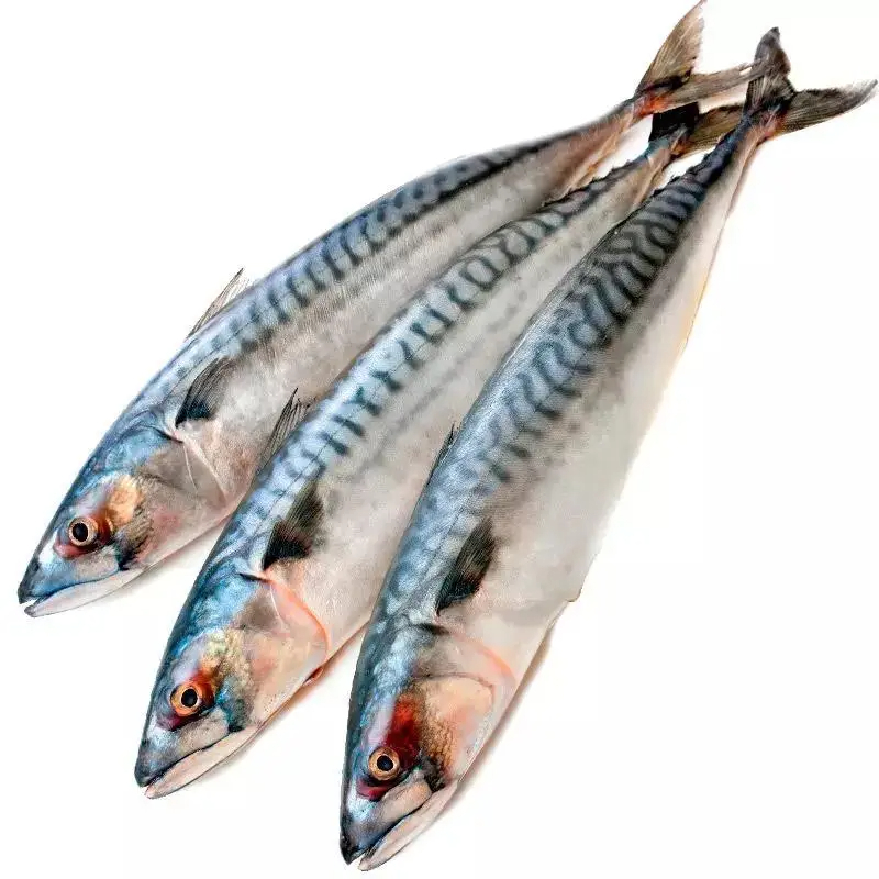 Great Quality Frozen Fish Mackerel High Protein Healthy Seafood Frozen Horse Mackerel Seafood Fish for Wholesale in Good Price - Image 5