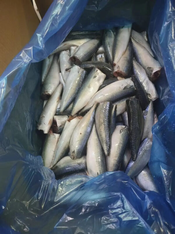 Best Price Good Quality Seafrozen 100-200g Mackerel HGT Fish - Image 5
