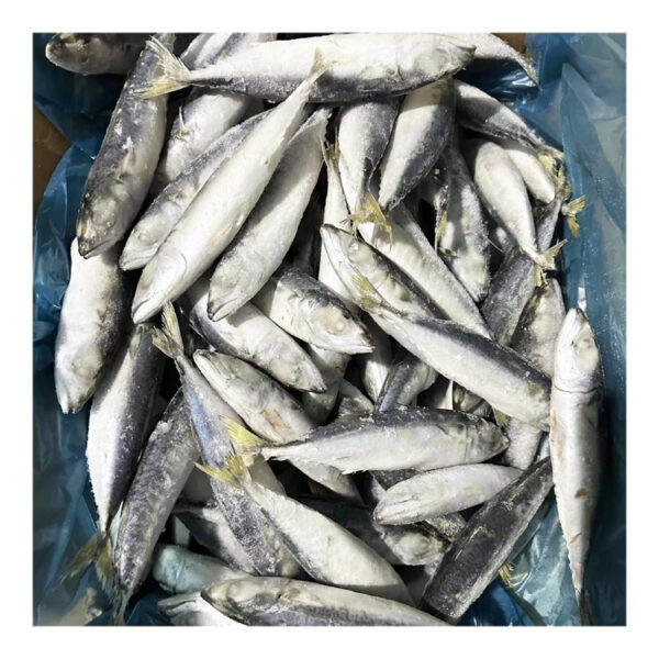 Hot Sale Good Quality IQF Mackerel Scomber Japonicus Size 6-8 pcs per kg Frozen Pacific Mackerel Fish with Fast Shipment - Image 5