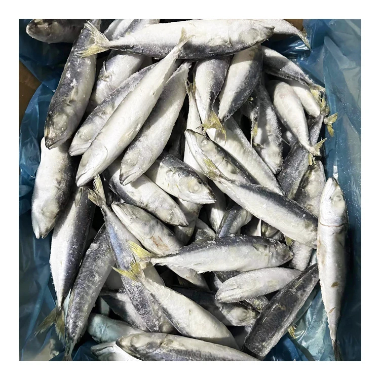 Hot Sale Good Quality IQF Mackerel Scomber Japonicus Size 6-8 pcs per kg Frozen Pacific Mackerel Fish with Fast Shipment - Image 5