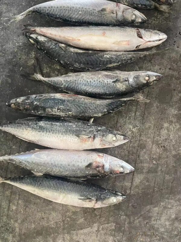 Export 10-15pcs/ctn 500g+ Frozen Fish BQF Whole Round Frozen Pacifated Mackerel Fish Pacific Mackerel - Image 5