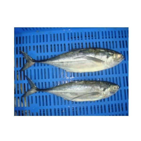 Organic Atlantic Mackerel Fish in Bulk Frozen Whole Fast Shipping with Water Preservation Wholesale Price from Supplier - Image 2