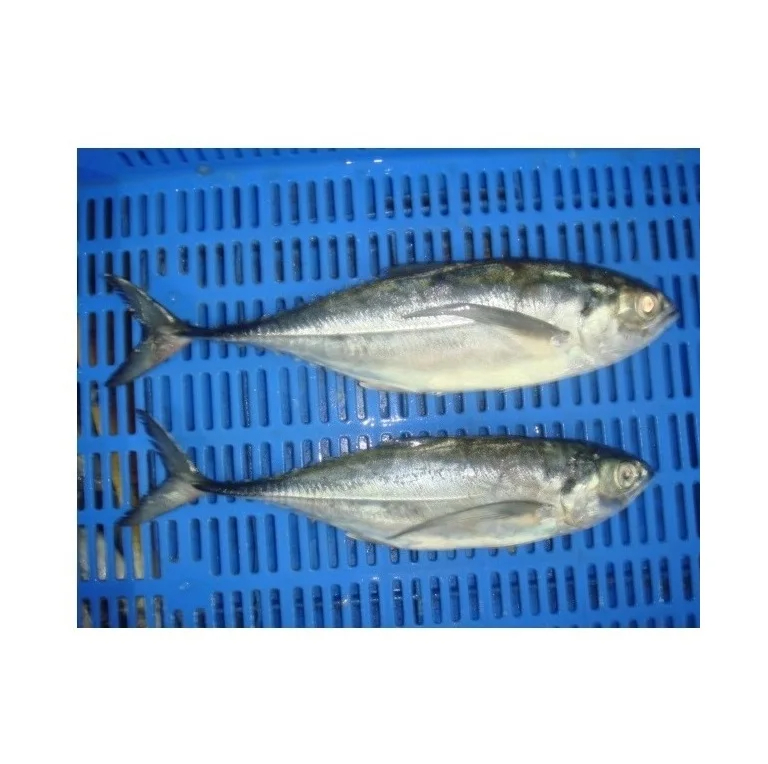 Organic Atlantic Mackerel Fish in Bulk Frozen Whole Fast Shipping with Water Preservation Wholesale Price from Supplier - Image 2
