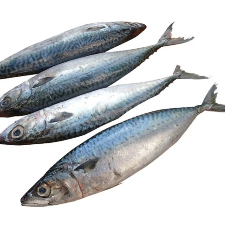 Land Frozen Mackerel Fish Sea Frozen Pacific Mackerel Fish Prices Whole Round - Image 5
