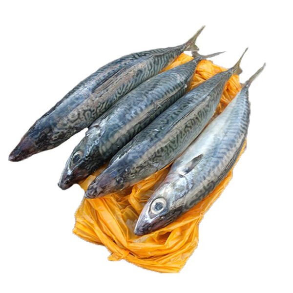 Big Original Mackerel Fish in Thailand Frozen_Mackerel_Prices - Image 5